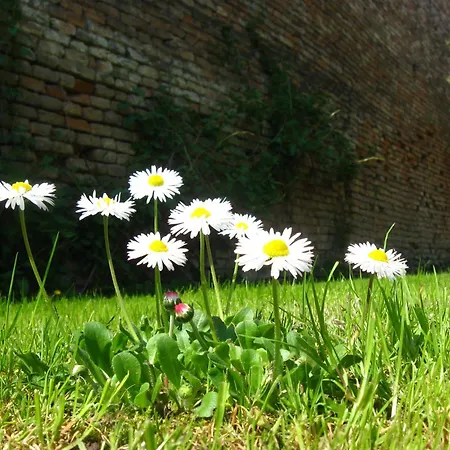 Relax House Slavka Apartman Nagybecskerek