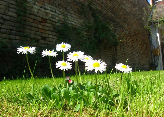 Relax House Slavka Daire Beçkerek